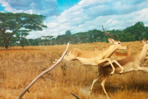 The Lion, the Gazelle, Whiskey, Breathing, and Running Forever
