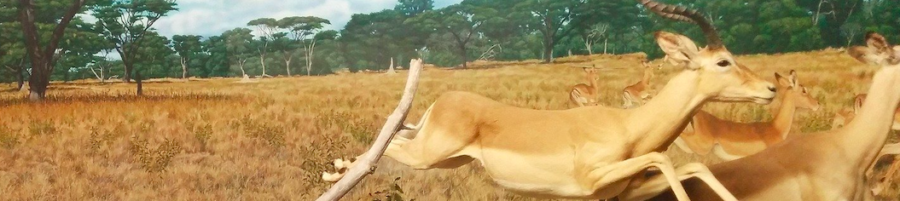 The Lion, the Gazelle, Whiskey, Breathing, and Running Forever