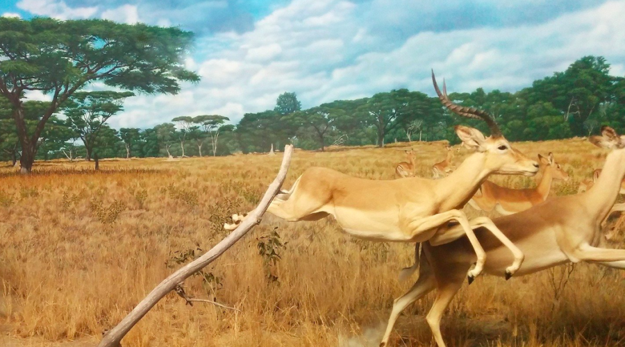 The Lion, the Gazelle, Whiskey, Breathing, and Running Forever